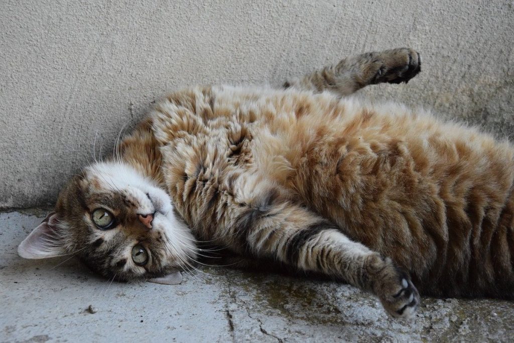 Chat De Goutti re Tout Savoir Sur Lui Nos Animaux Malins